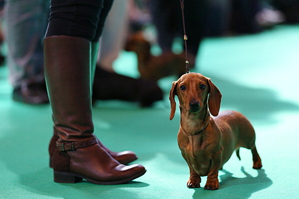 Dogs And Owners Gather For 2014 Crufts Dog Show