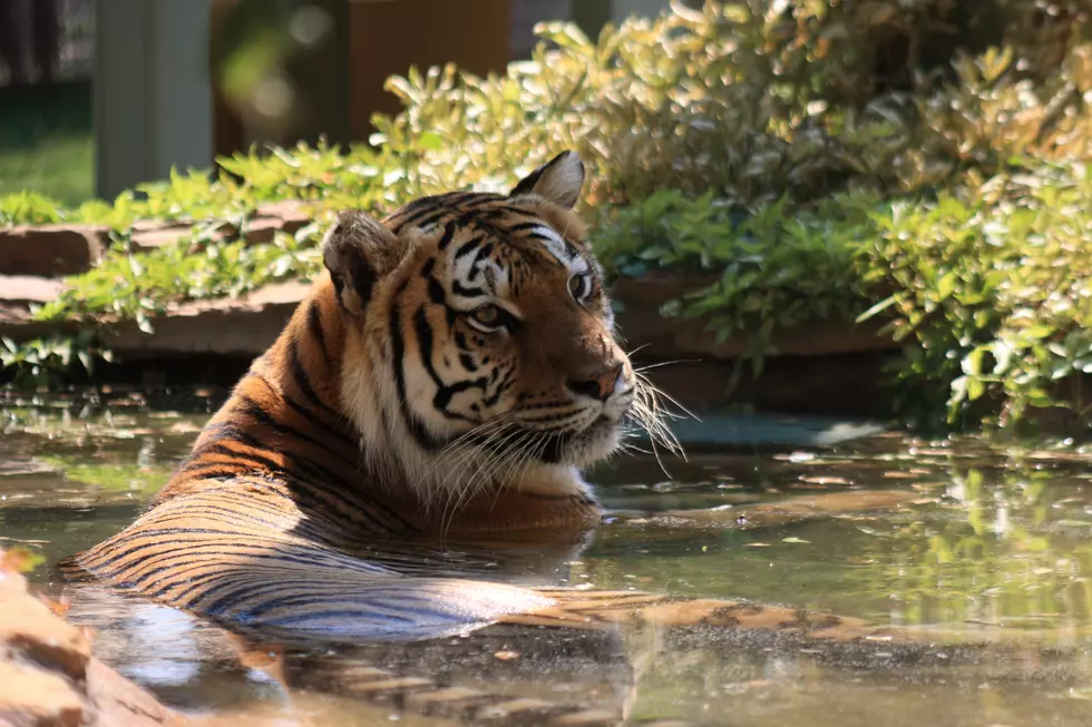 Animals and Humans Come Together for ZOO Tunes