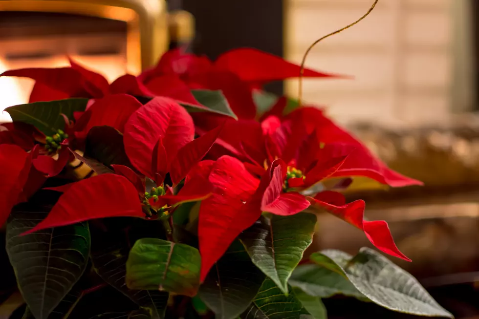 Take a Poinsettia Tour In Amarillo