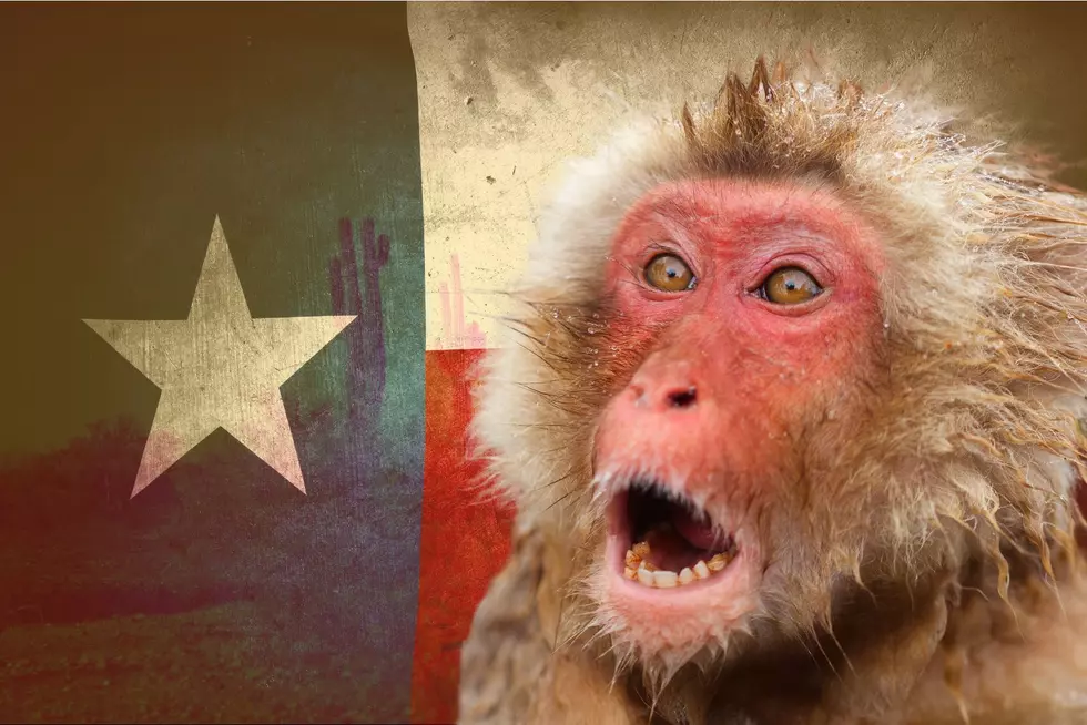 Believe It Or Not, Texas Had A Ranch Full Of Japanese Snow Monkeys