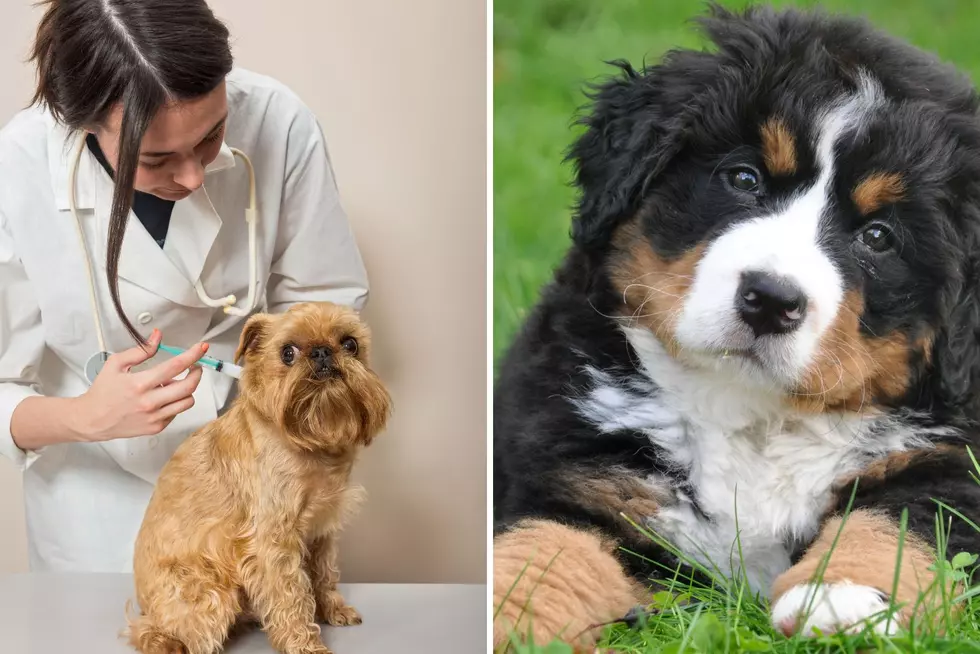 Get Your Dog Vaccinated For Free In Amarillo, Texas This April