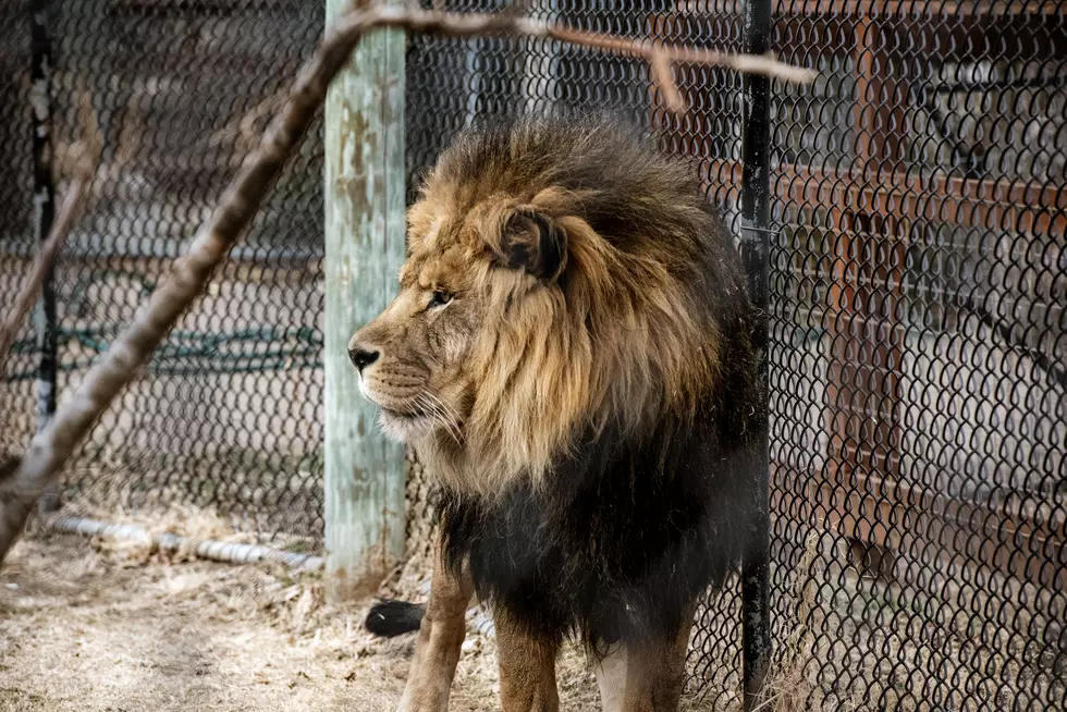 The Cheapest Family Day Out This Week Is Amarillo Zoo