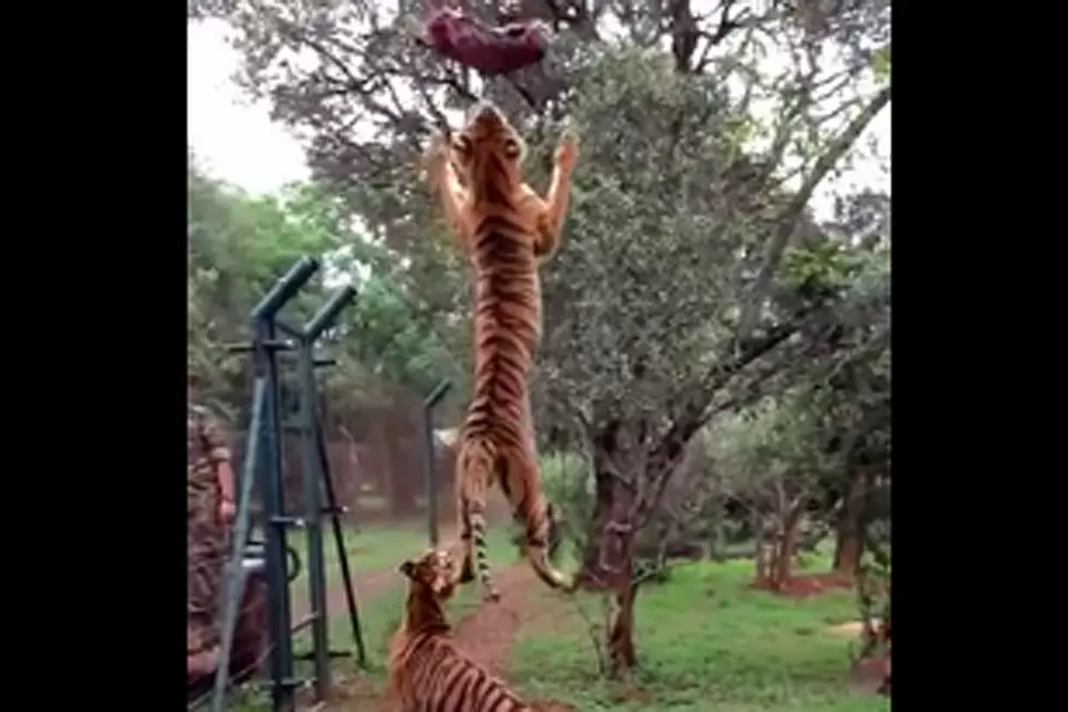 Tiger Slo-Mo Jump for Meat Is, Like, Whoa